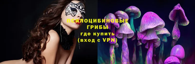 Галлюциногенные грибы Psilocybe  Адыгейск 
